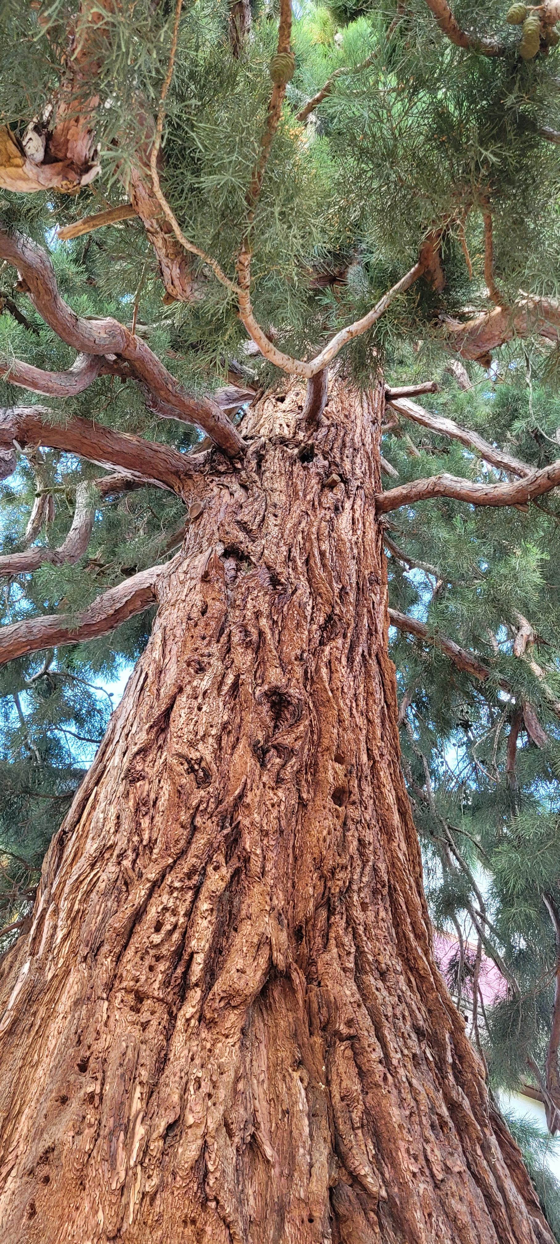 alter majestätischer Baum